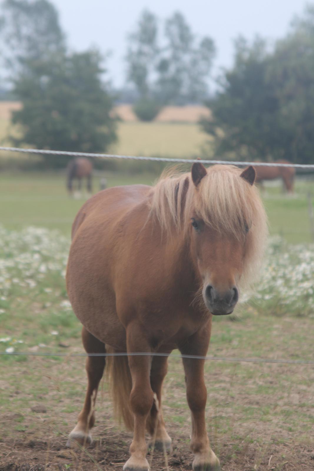 Shetlænder Rosie - baaaby <3 billede 6