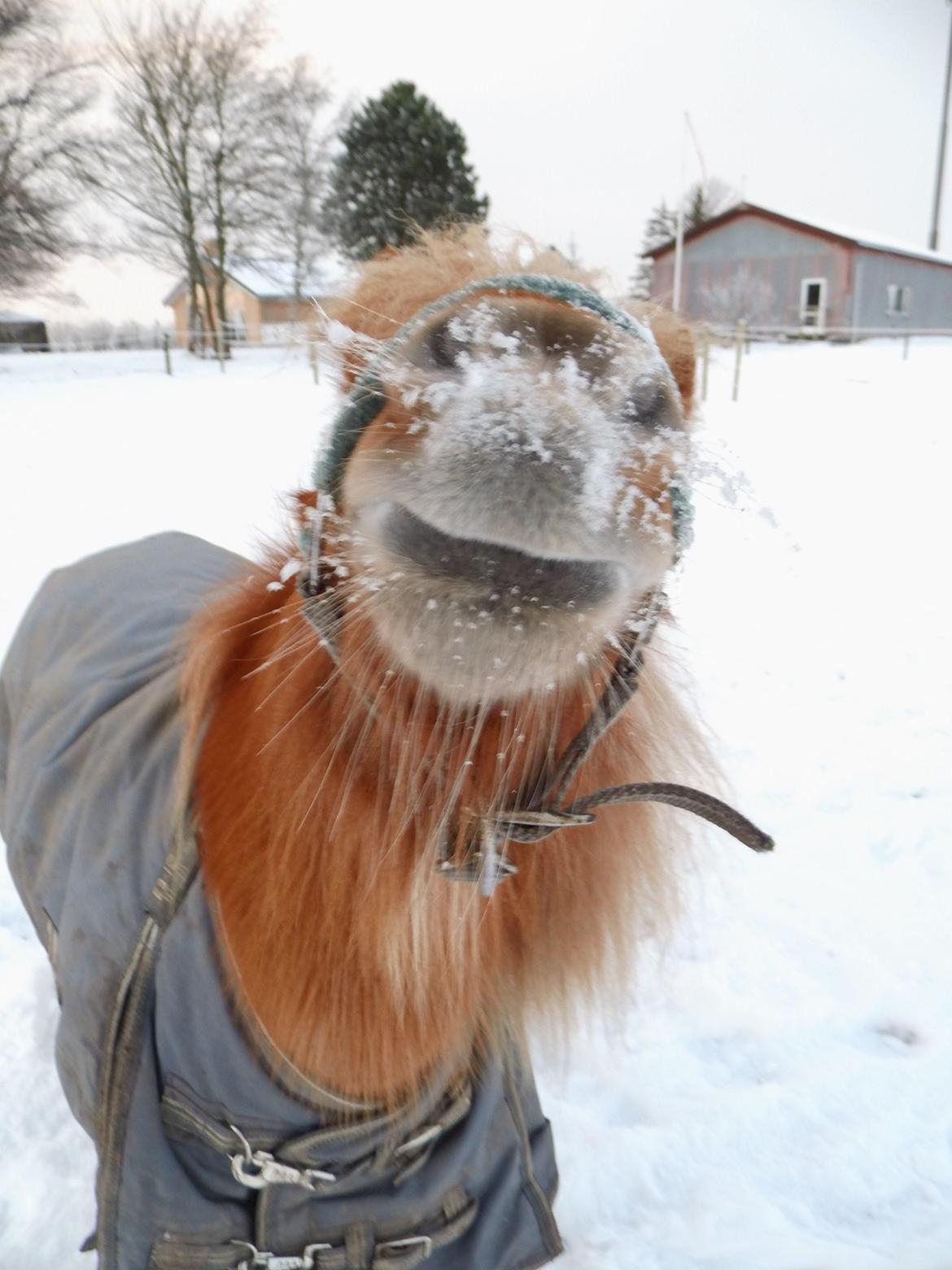 Shetlænder Rosie - Rosie i sneen <3 billede 4