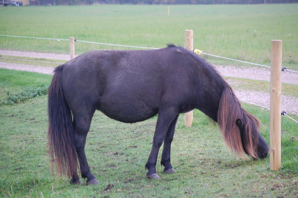 Islænder Vaka fra Stårup billede 13