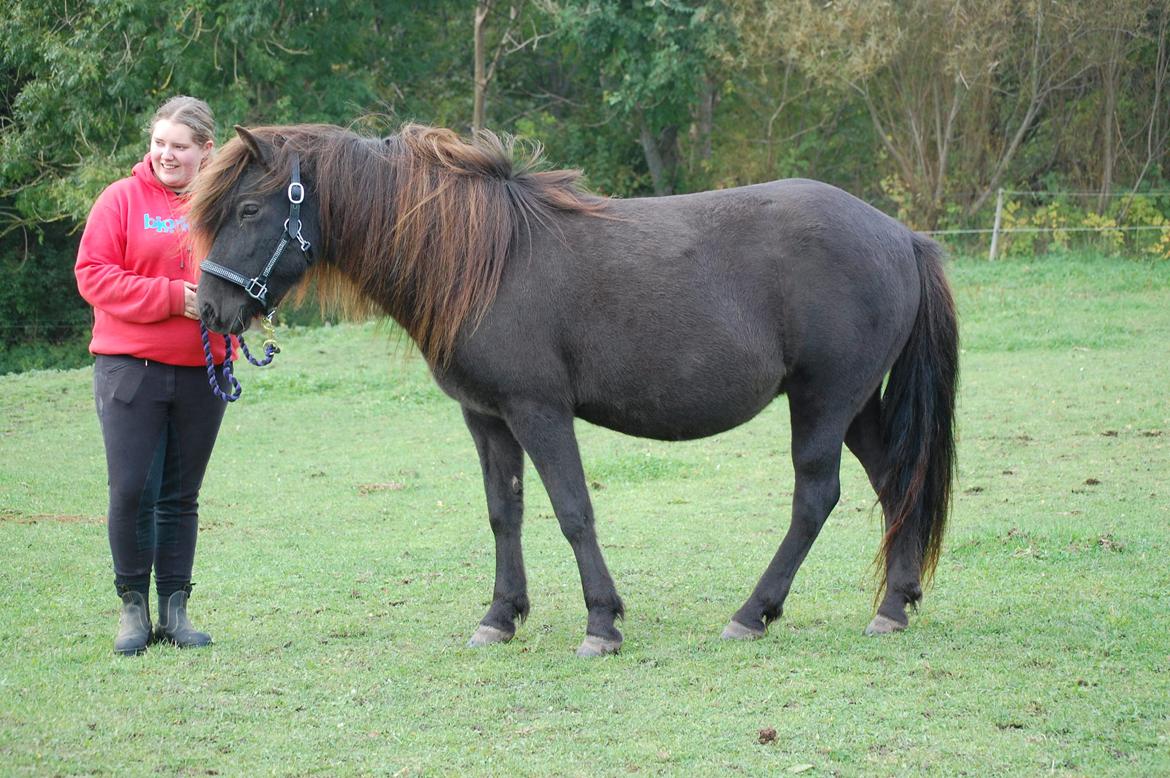 Islænder Vaka fra Stårup billede 10