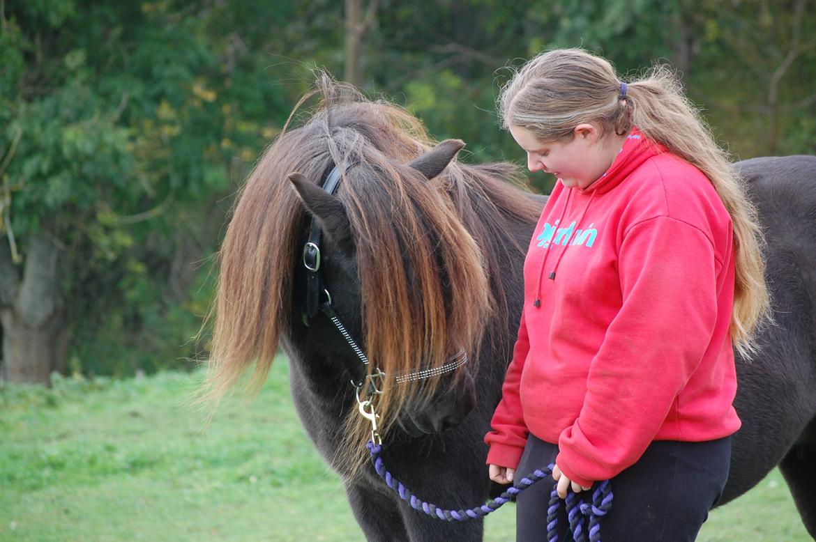 Islænder Vaka fra Stårup billede 12