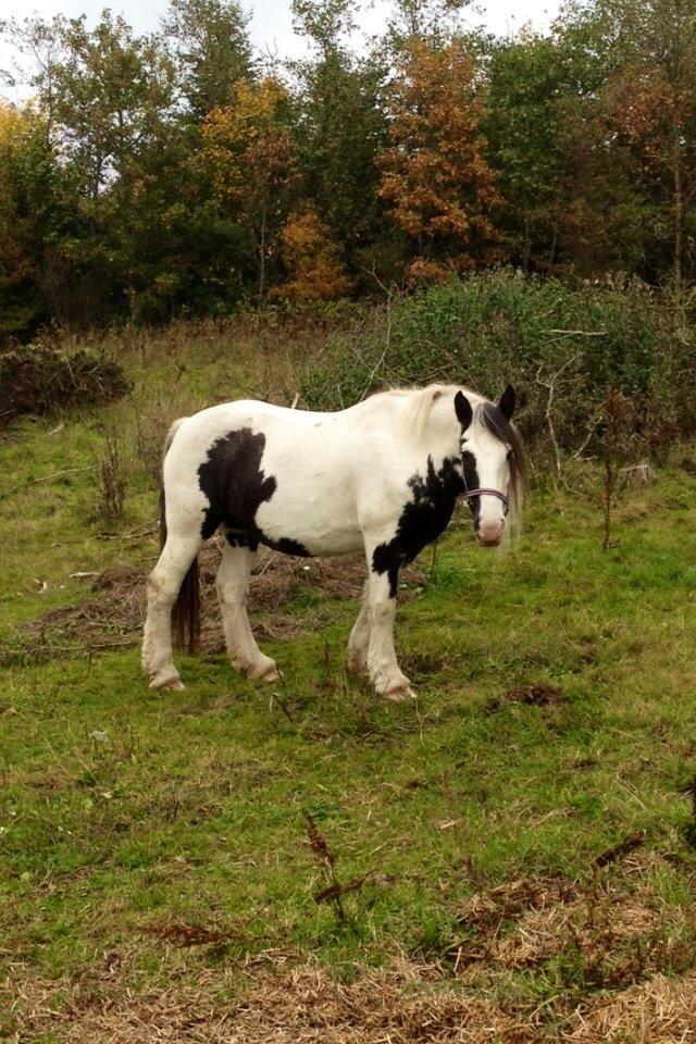 Irish Cob Sif billede 3