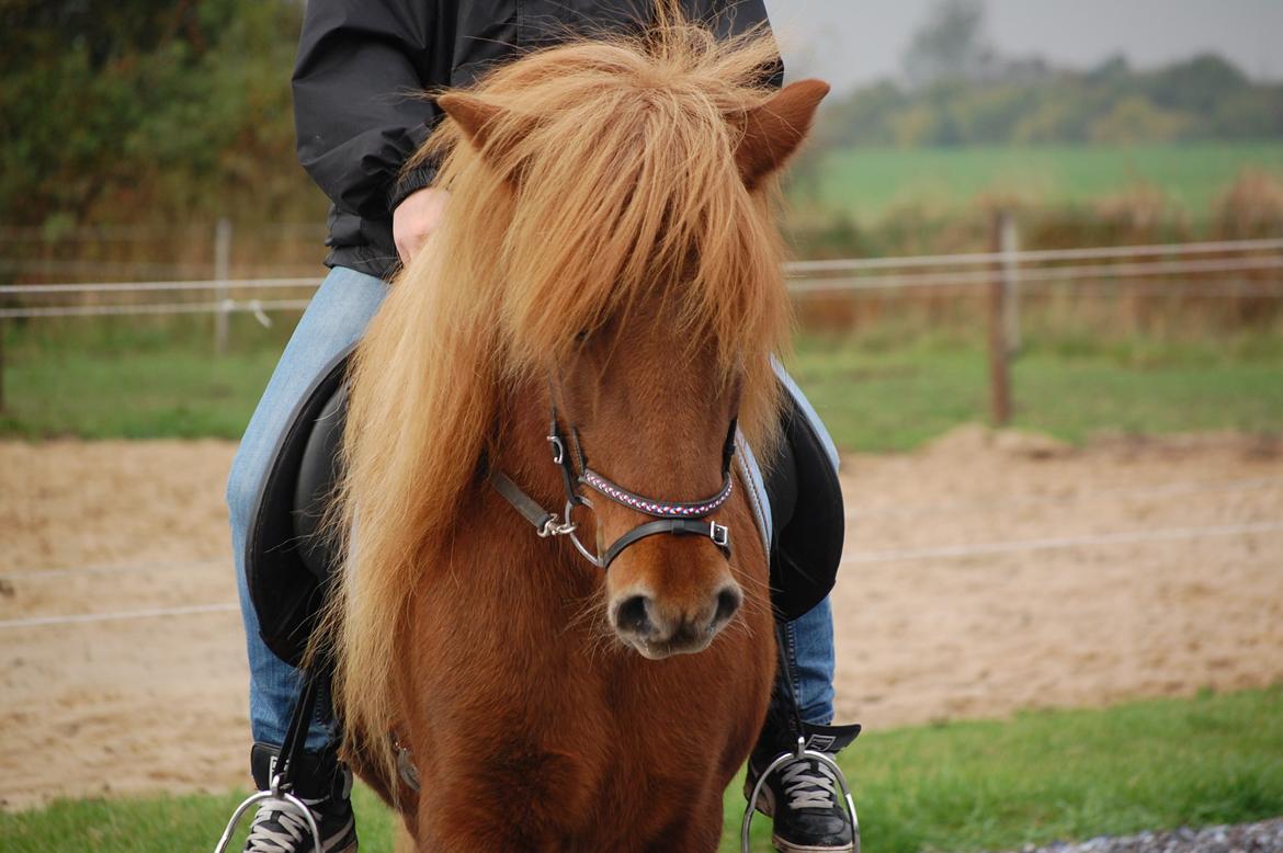 Islænder Skutla fra Anglesey billede 5