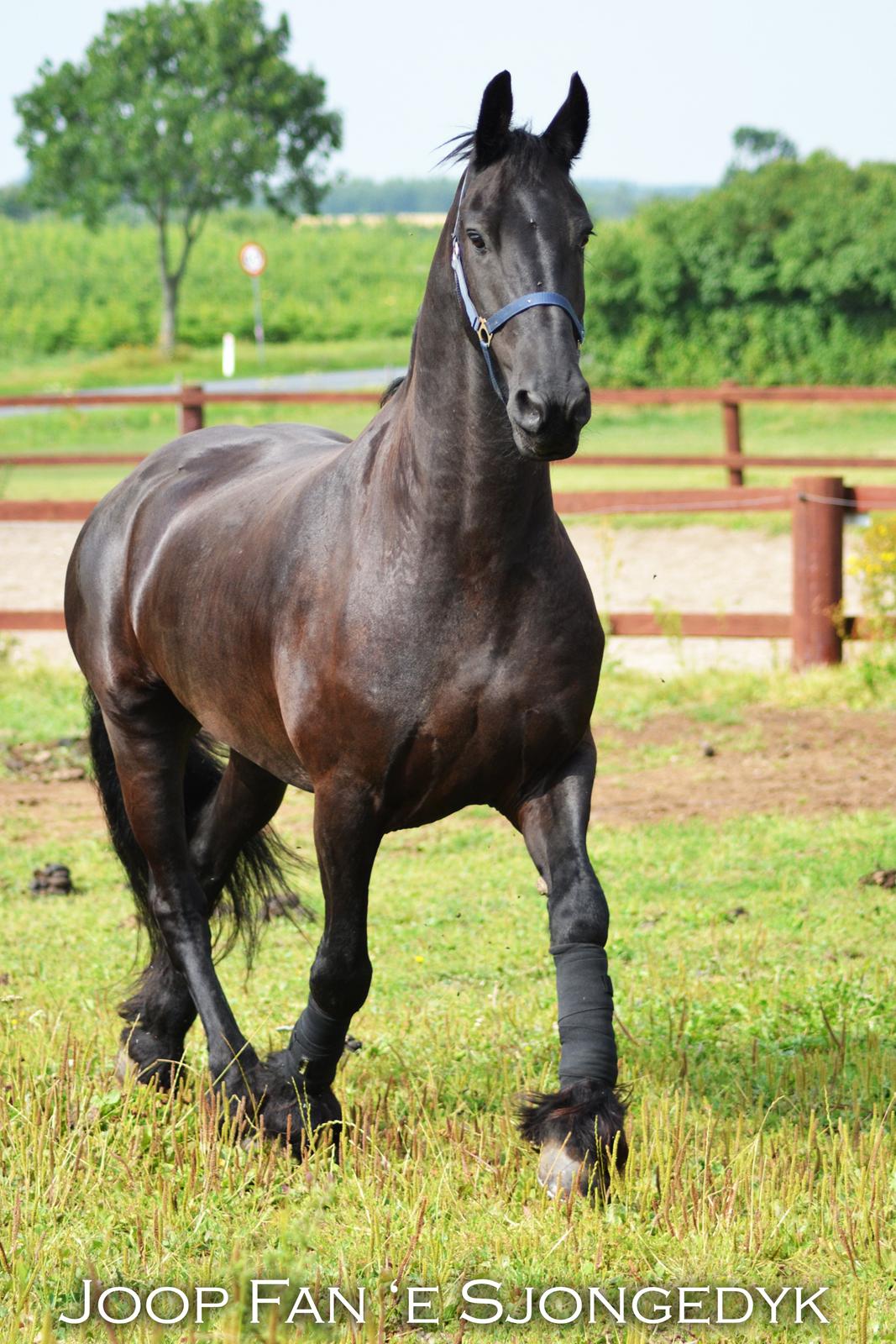 Frieser Joop Fan'e Sjongedyk "faust" billede 3