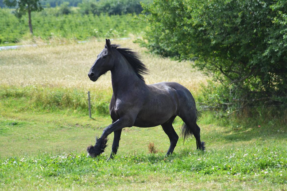 Frieser Joop Fan'e Sjongedyk "faust" billede 4