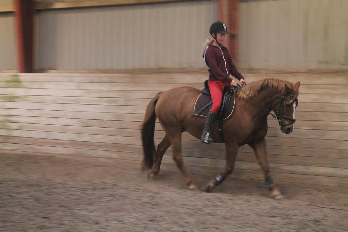 New Forest Engdalens Wendy - min bedste ven <3 - Dressur træning på en VILDT lækker pony! <3 d. 15-10-13 Foto: Naja billede 33