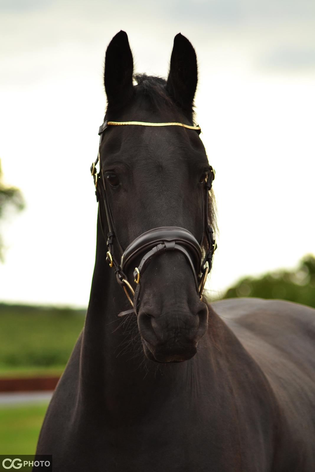 Frieser Joop Fan'e Sjongedyk "faust" billede 7