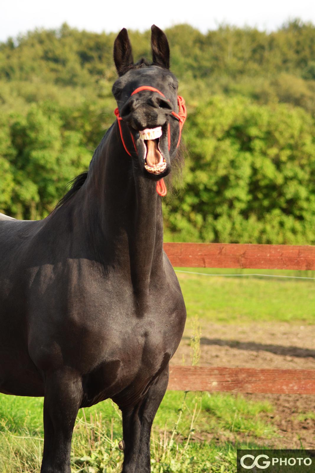 Frieser Joop Fan'e Sjongedyk "faust" billede 9