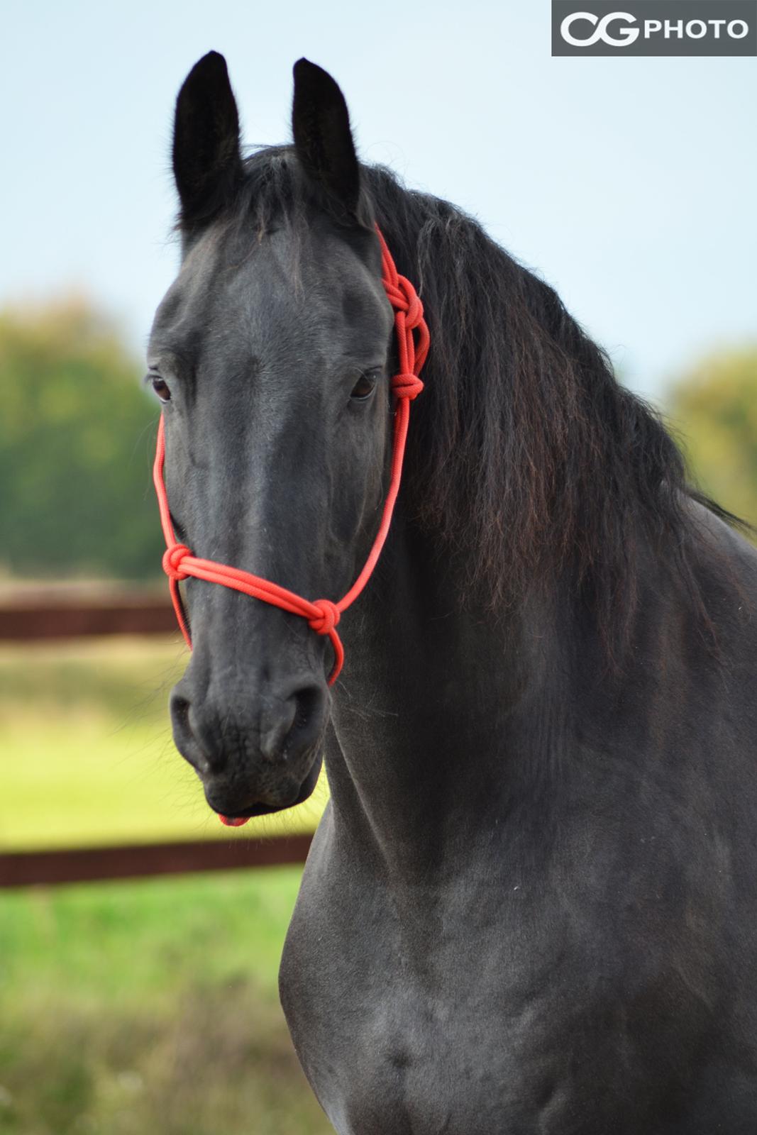 Frieser Joop Fan'e Sjongedyk "faust" billede 10