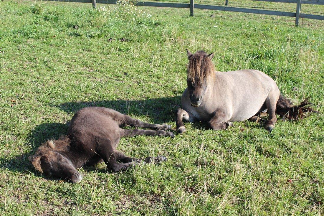 Shetlænder Shakira Liebas - Shakira og Amona! billede 10