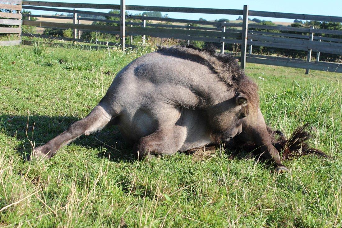 Shetlænder Shakira Liebas - Smuk hoppe! billede 1