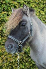 Shetlænder Shakira Liebas billede 11