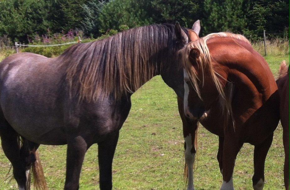 Tysk Sportspony Lets Dance billede 2