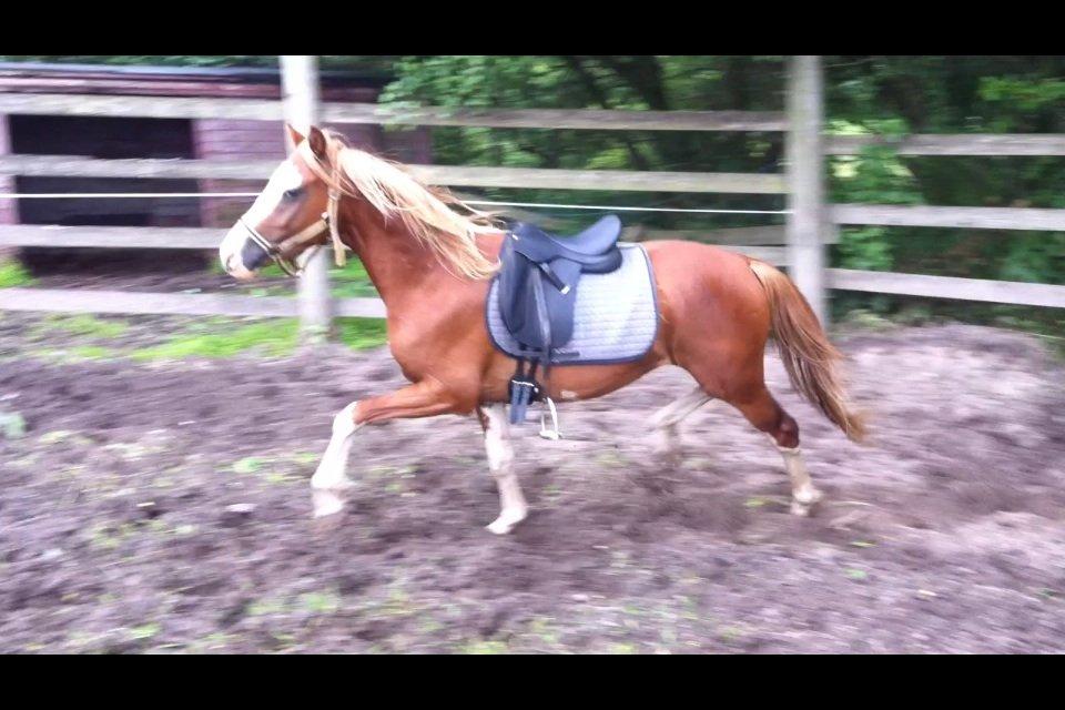 Tysk Sportspony Lets Dance billede 3