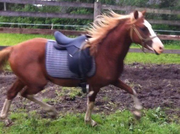 Tysk Sportspony Lets Dance billede 4