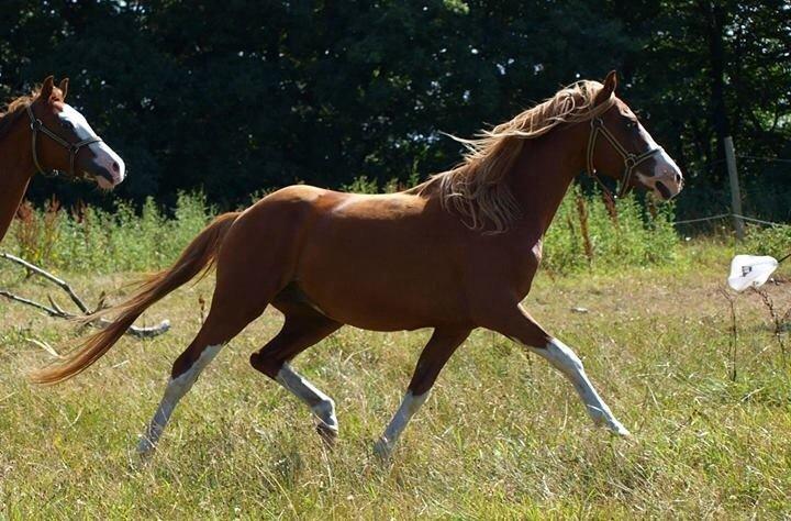 Tysk Sportspony Lets Dance billede 5