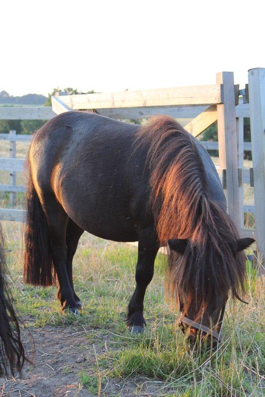 Anden særlig race Pindstruphavens Nova billede 18