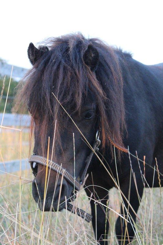 Anden særlig race Pindstruphavens Nova billede 19