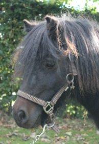 Anden særlig race Pindstruphavens Nova - NOVA billede 1