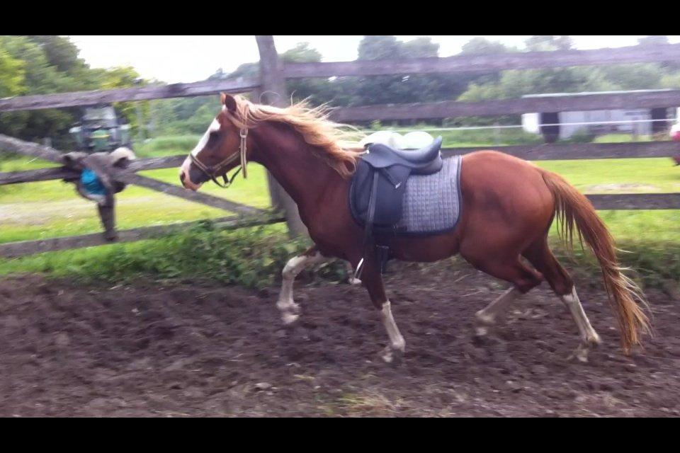 Tysk Sportspony Lets Dance billede 6