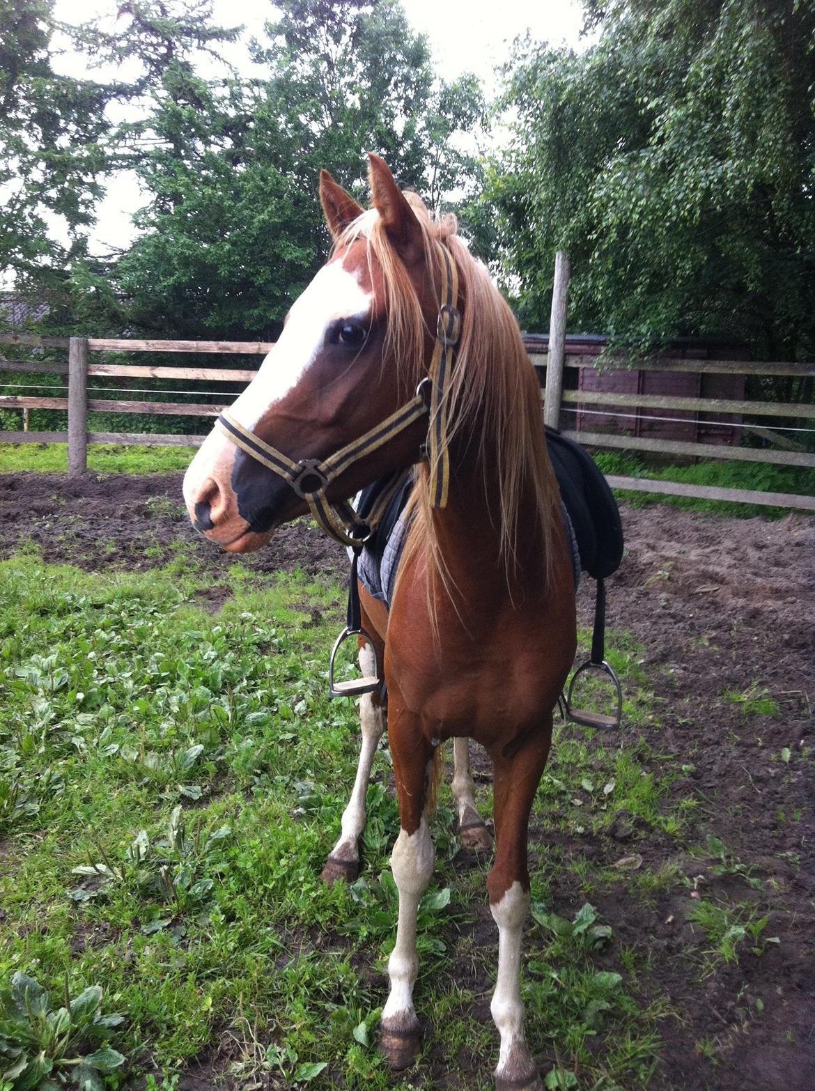 Tysk Sportspony Lets Dance billede 7