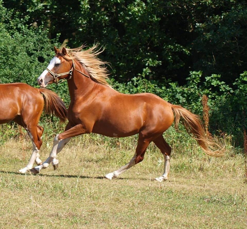 Tysk Sportspony Lets Dance billede 8