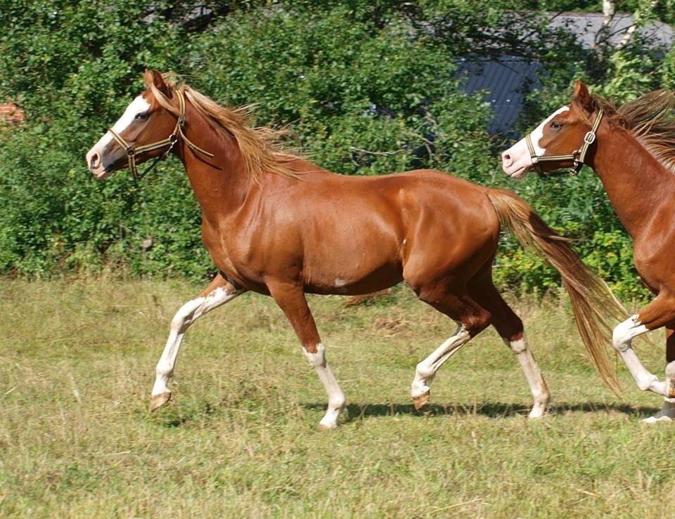 Tysk Sportspony Lets Dance billede 10