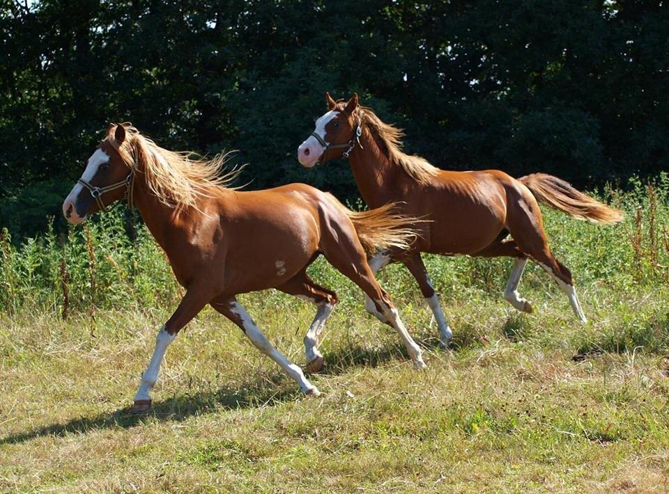 Tysk Sportspony Lets Dance billede 11