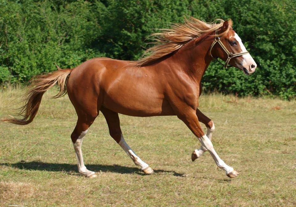 Tysk Sportspony Lets Dance billede 12