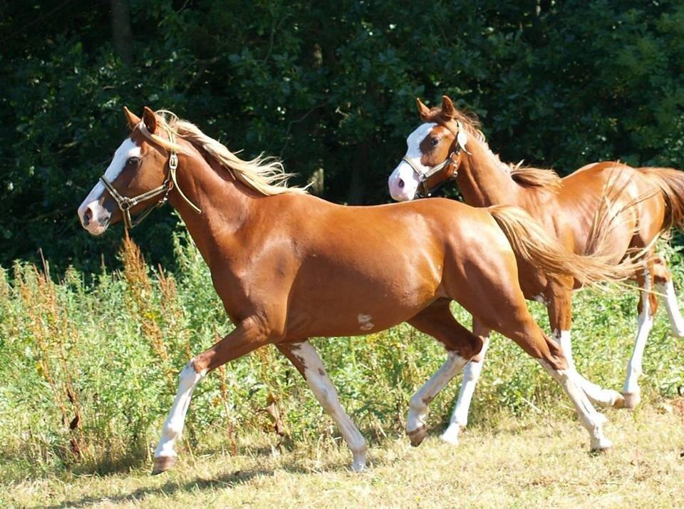 Tysk Sportspony Lets Dance billede 13