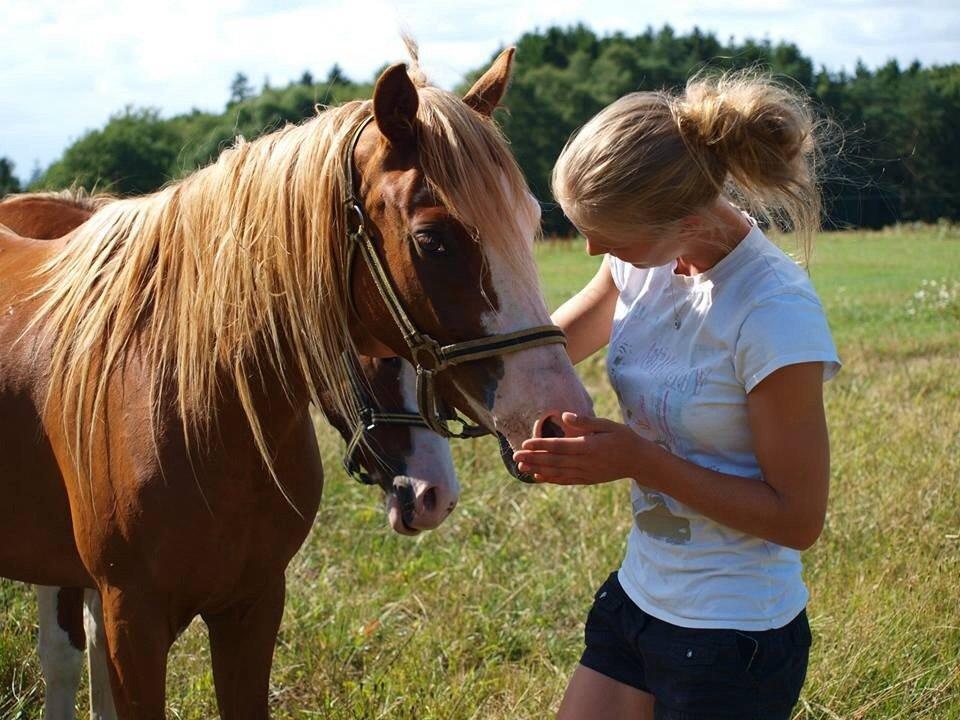 Tysk Sportspony Lets Dance billede 14