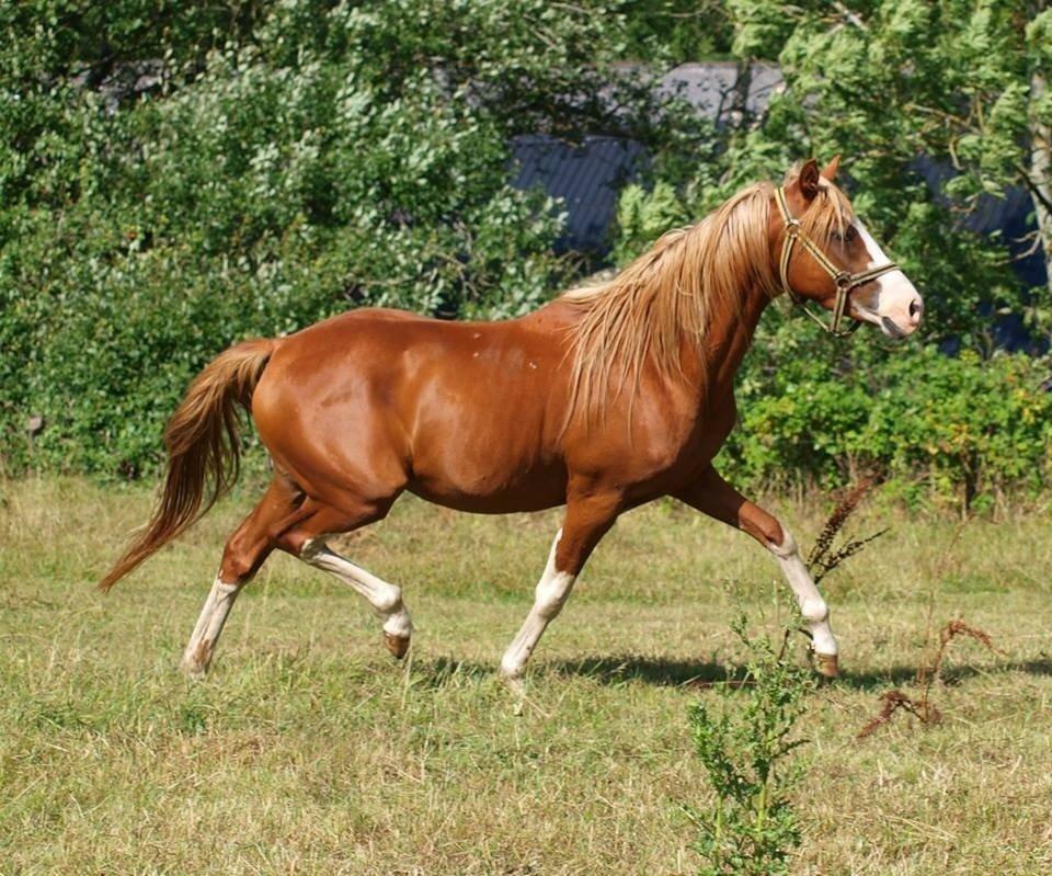 Tysk Sportspony Lets Dance billede 15