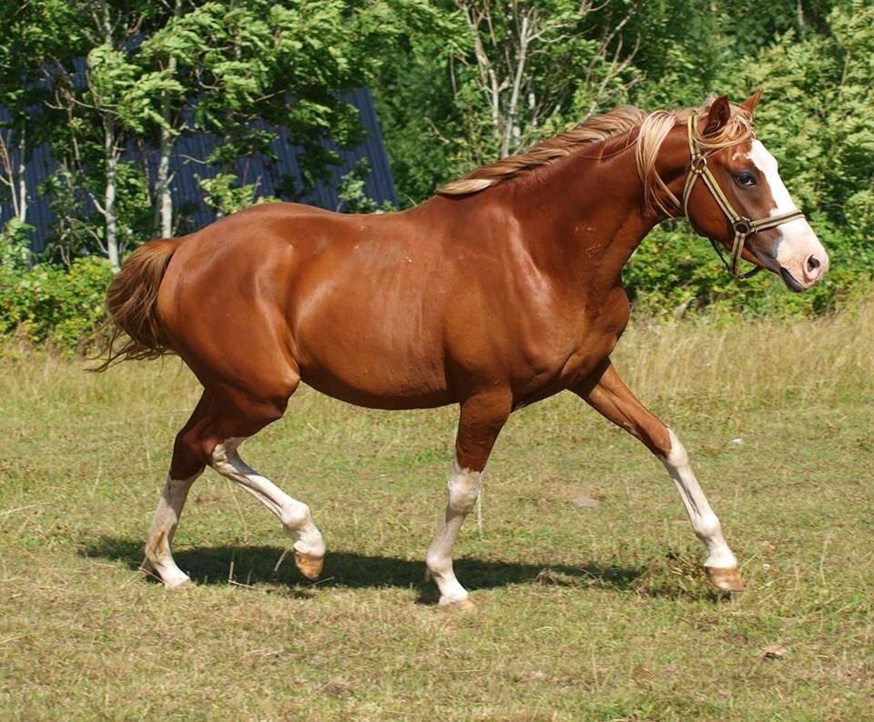 Tysk Sportspony Lets Dance billede 16