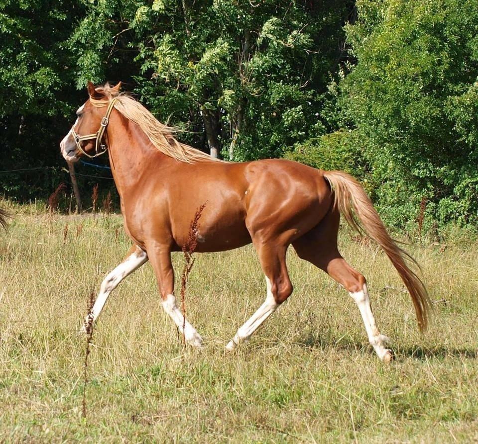 Tysk Sportspony Lets Dance billede 17