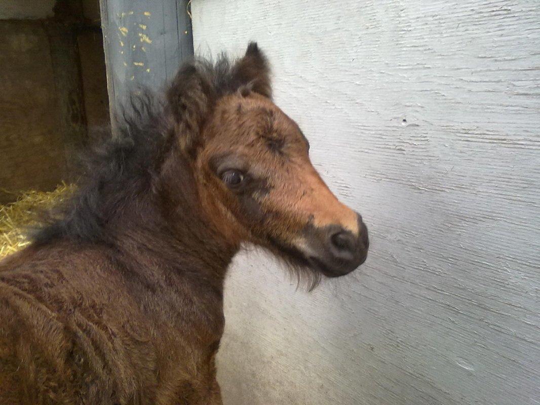 Anden særlig race Pindstruphavens Nova billede 20