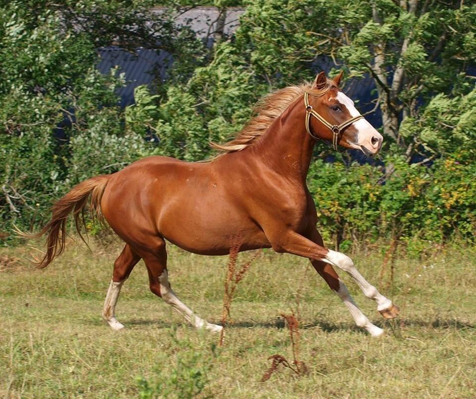 Tysk Sportspony Lets Dance billede 18