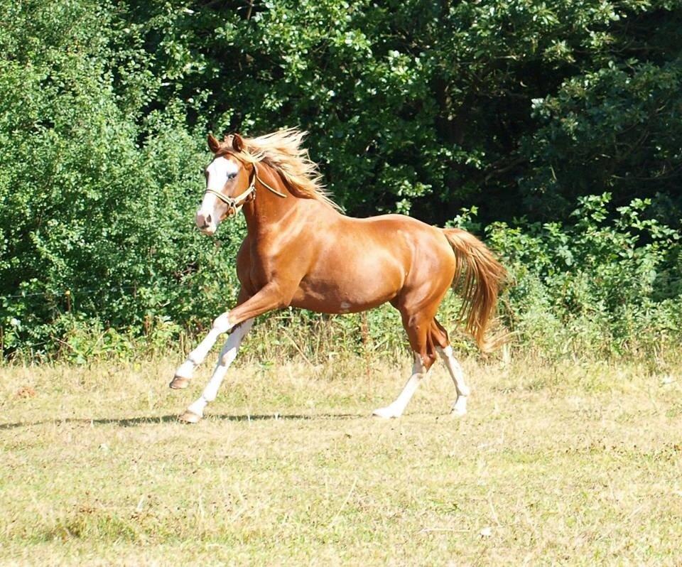 Tysk Sportspony Lets Dance billede 19