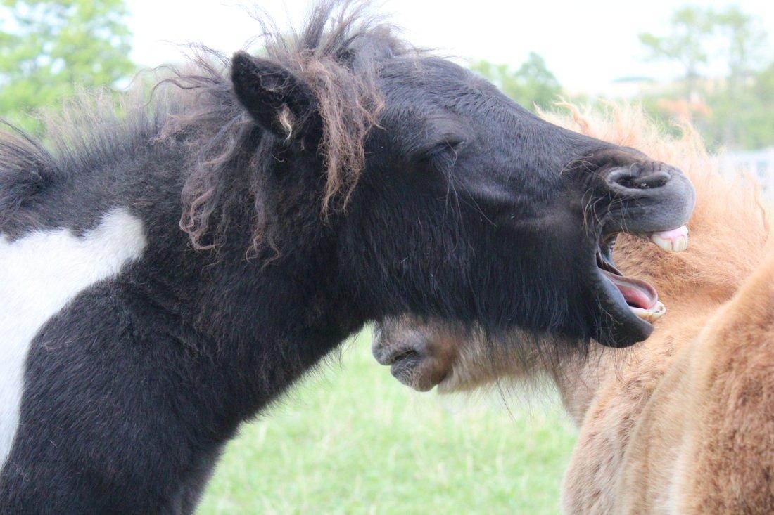 Shetlænder Pindstruphavens Amy billede 1