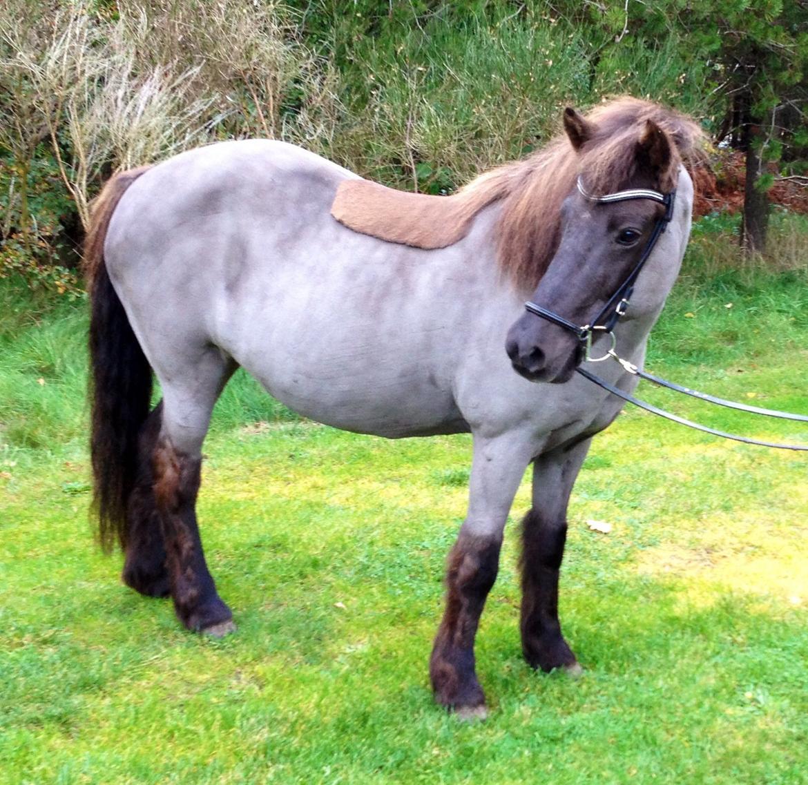 Islænder Kolskör frá Egemose ~ my soulmate <3 billede 18