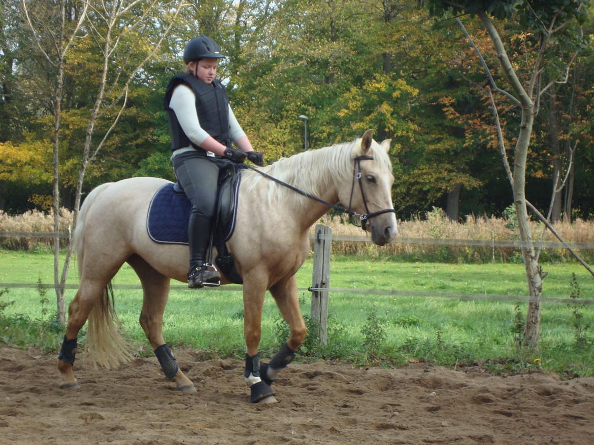 Palomino Anyska/ Nysse - Første gang jeg skridter på Anyska billede 10