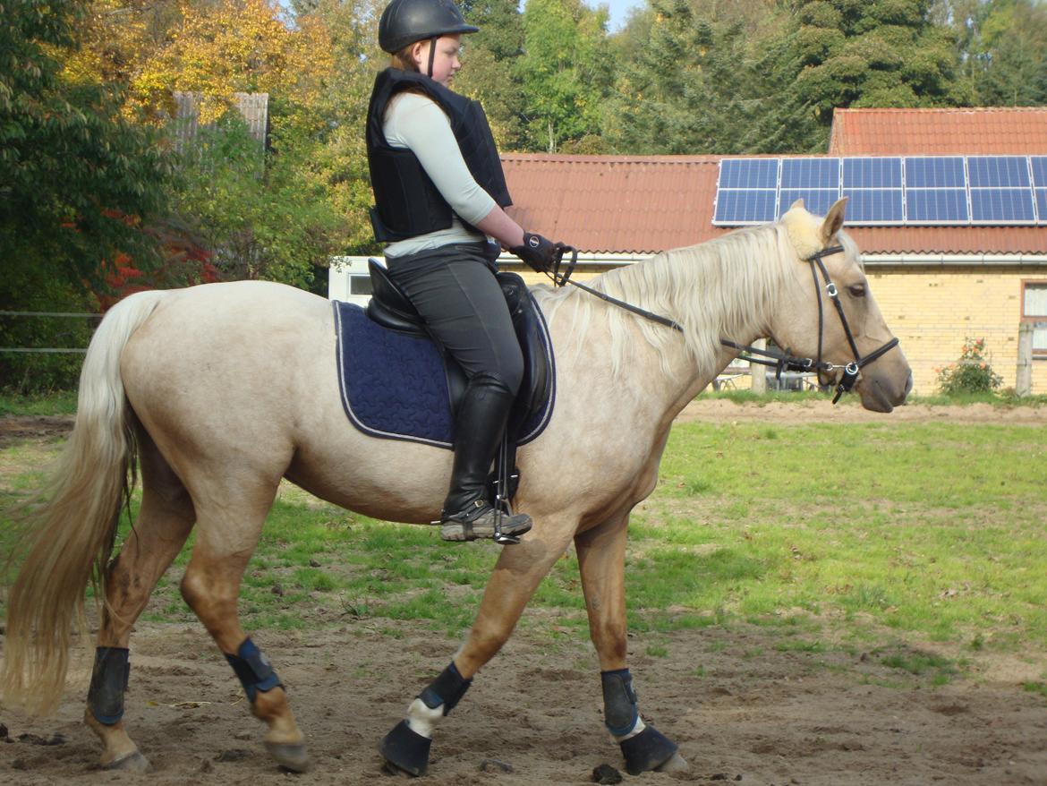 Palomino Anyska/ Nysse - Første gang jeg skridter på Anyska billede 11