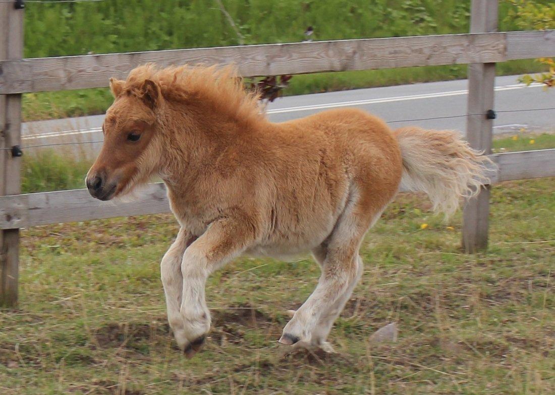 Shetlænder Pindstruphavens Anaia billede 3