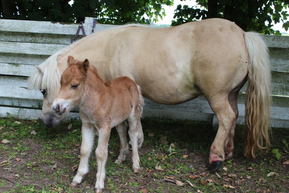 Shetlænder Pindstruphavens Anaia billede 8