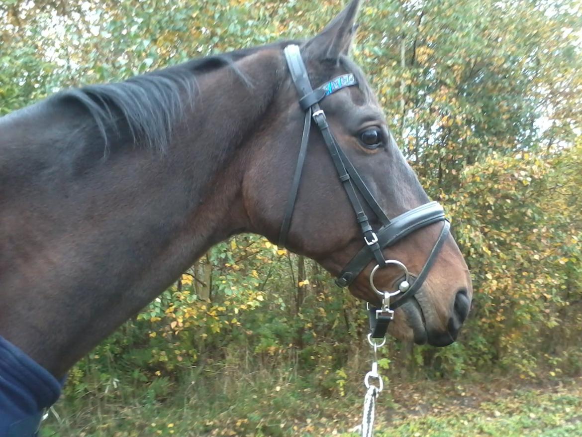 Dansk Varmblod SCHWANTE billede 35