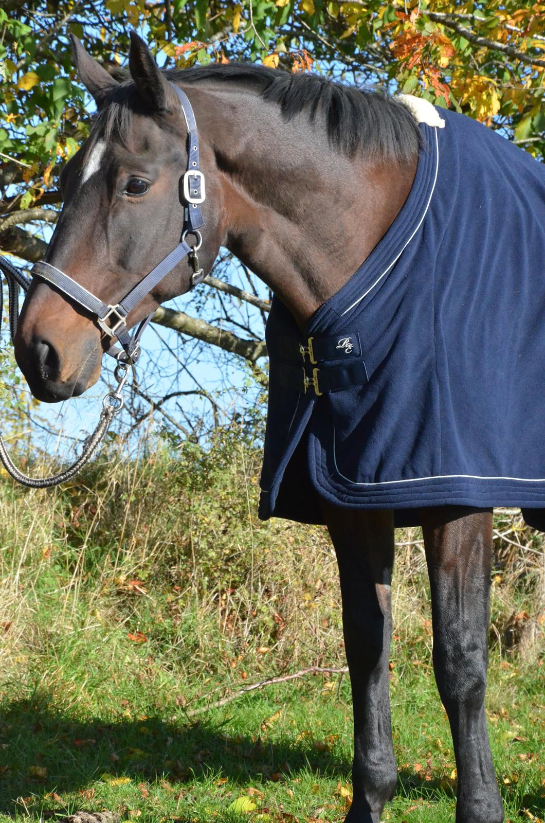 Dansk Varmblod SCHWANTE - Min alt for lækre dreng står model ;) billede 37