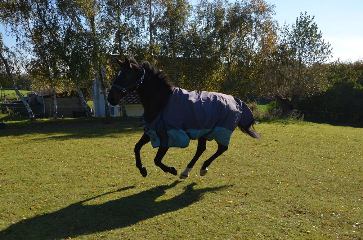 Dansk Varmblod SCHWANTE billede 38