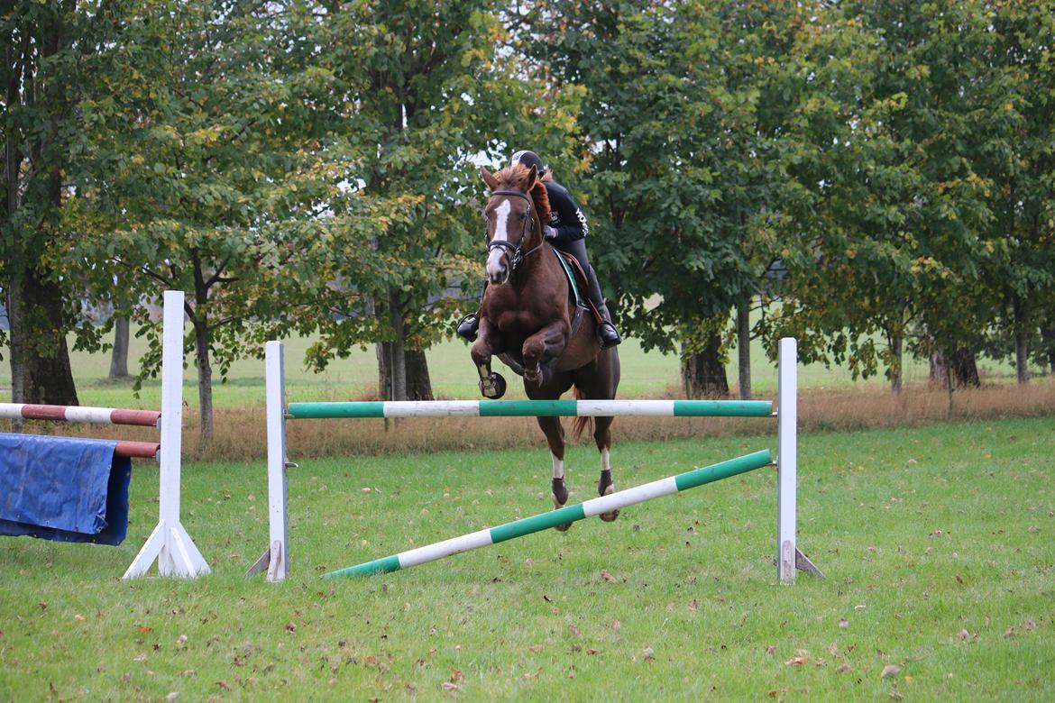 Belgisk varmblod D´Amour V/H Dennenhof - spring hjemme Foto : Mor billede 26