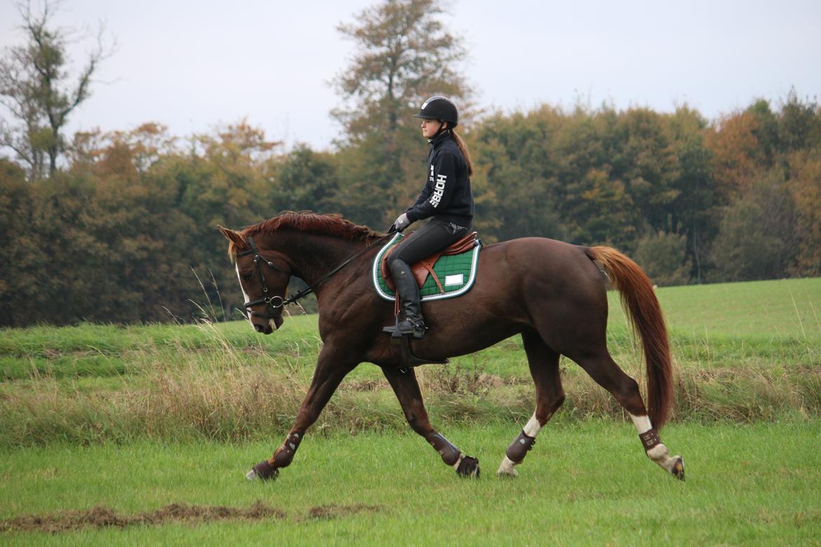 Belgisk varmblod D´Amour V/H Dennenhof - Lidt dressur Foto : Mor billede 10