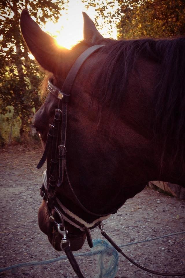 Knabstrupper Bakgårdens Indiana - A horse is the projection of People's dreams about themselves - Strong, Powerful, Beautiful - And it has the capability of giving us 
escape from our mundane existence

Foto: Mig billede 20