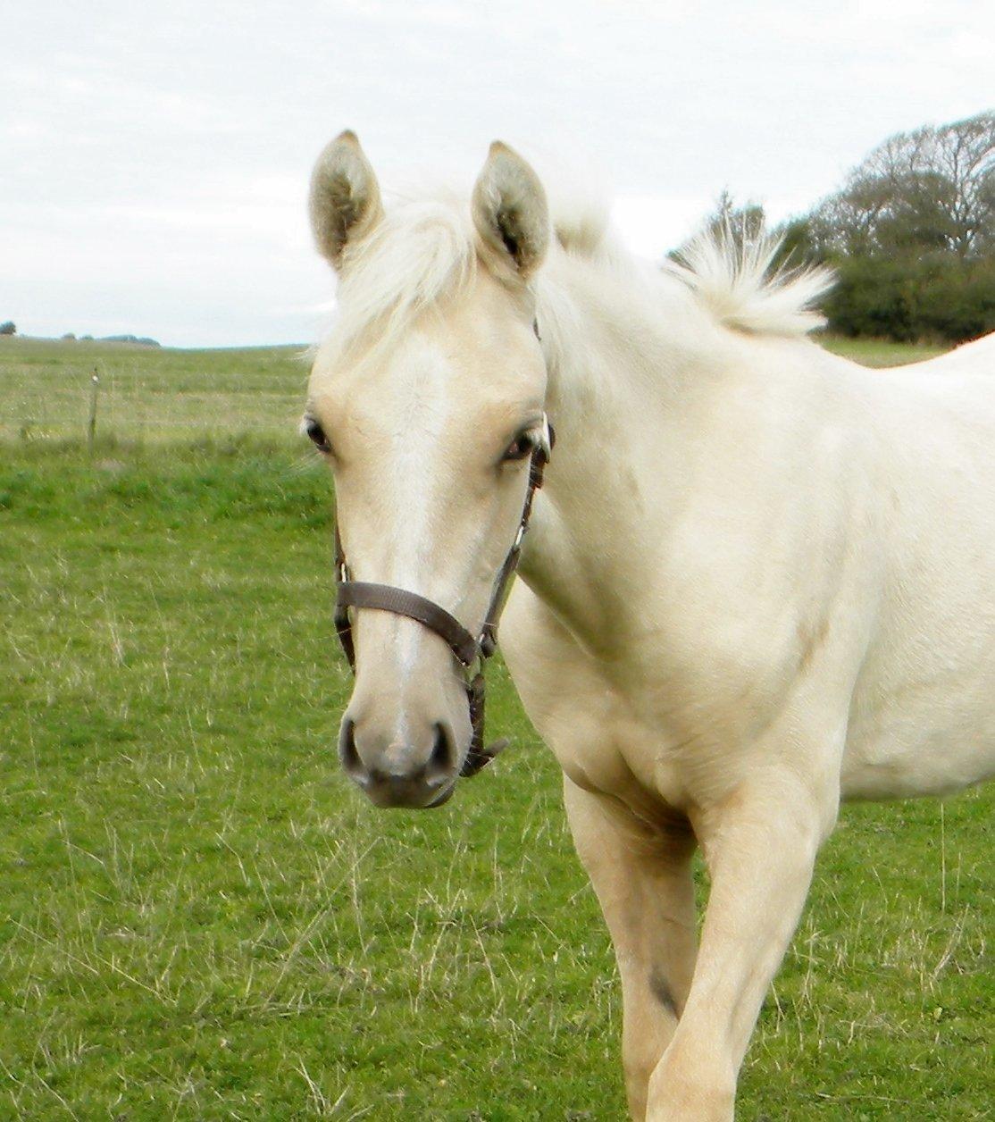 Anden særlig race Nørgaardhus's Cala - Oktober 2013, 5 måneder. billede 5